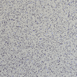 95 White / Royal Blue